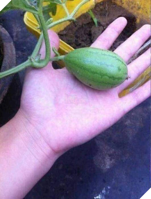 Góc hài hước: Husky 'ngáo' nổi cơn gặm đứt quả dưa hấu 'sen' trồng rồi còn tỏ thái độ 'lồi lõm'