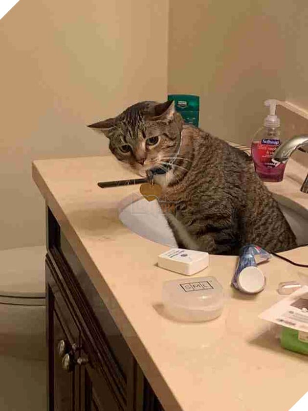 cat hides from dog in sink