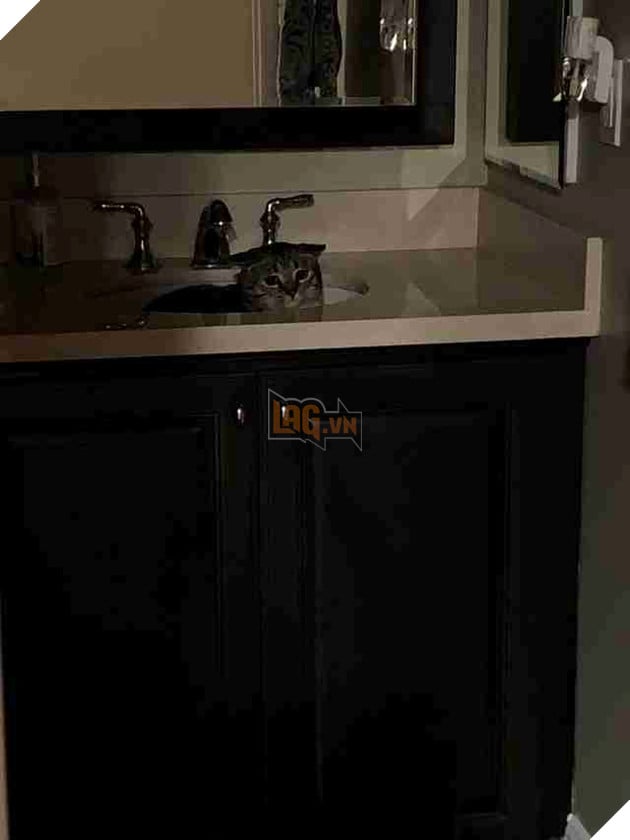 cat hides from dog in sink