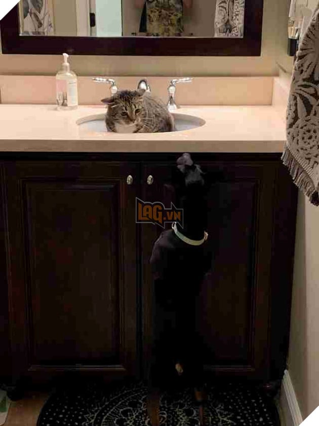 cat hides from dog in sink