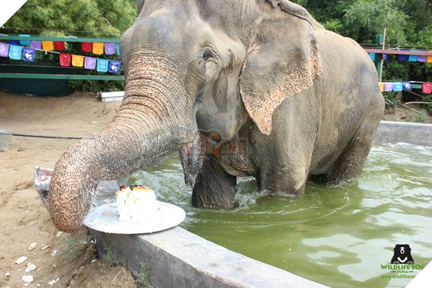 Chú voi rơi nước mắt vui mừng vì được giải cứu sau 50 năm gông cùm đói khát 11