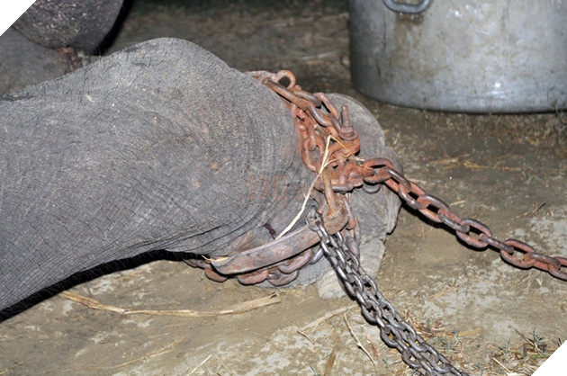 Chú voi rơi nước mắt vui mừng vì được giải cứu sau 50 năm gông cùm đói khát 2