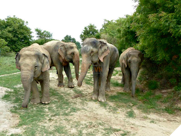 Chú voi rơi nước mắt vui mừng vì được giải cứu sau 50 năm gông cùm đói khát 13