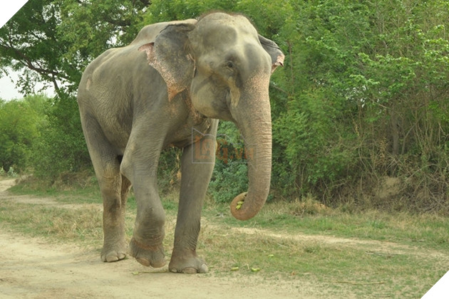 Chú voi rơi nước mắt vui mừng vì được giải cứu sau 50 năm gông cùm đói khát 8