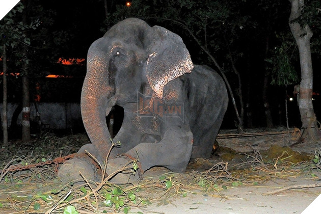 Chú voi rơi nước mắt vui mừng vì được giải cứu sau 50 năm gông cùm đói khát 3