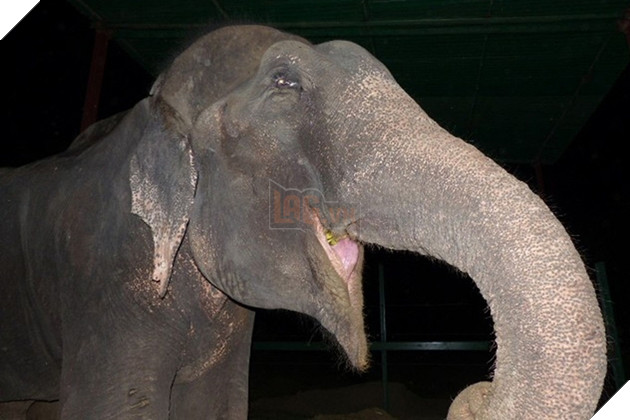 Chú voi rơi nước mắt vui mừng vì được giải cứu sau 50 năm gông cùm đói khát 10