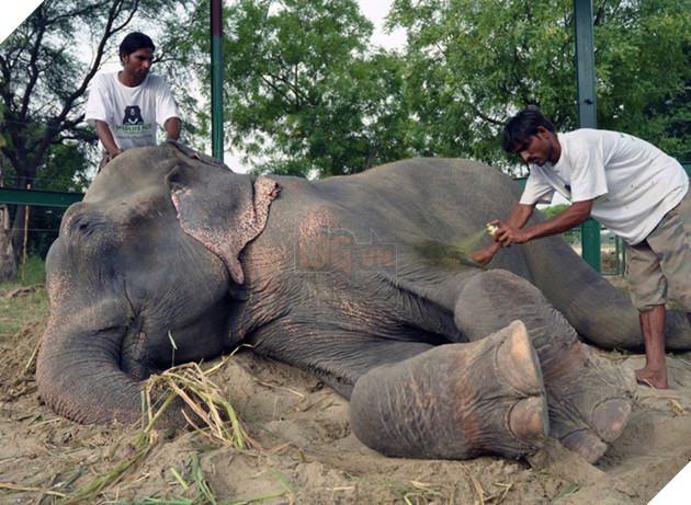 Chú voi rơi nước mắt vui mừng vì được giải cứu sau 50 năm gông cùm đói khát 7