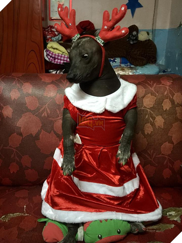 Câu chuyện tình bạn đáng yêu giữa bé chó xấu xí bị bỏ rơi và người mẹ đơn thân ở Sài Gòn 10