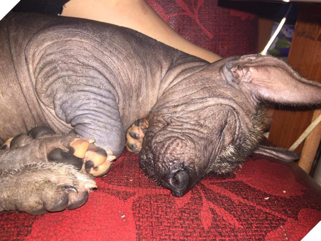 Câu chuyện tình bạn đáng yêu giữa bé chó xấu xí bị bỏ rơi và người mẹ đơn thân ở Sài Gòn 2