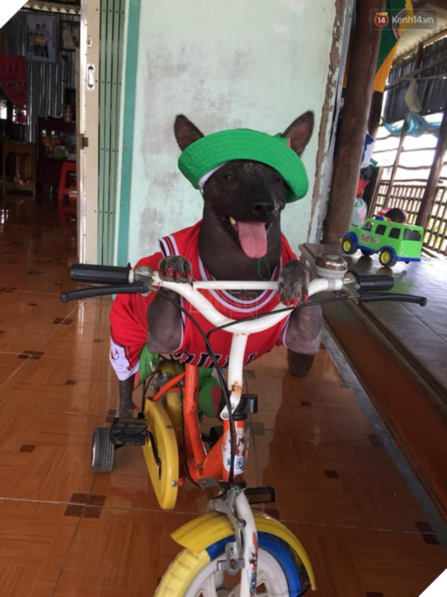 Câu chuyện tình bạn đáng yêu giữa bé chó xấu xí bị bỏ rơi và người mẹ đơn thân ở Sài Gòn 7