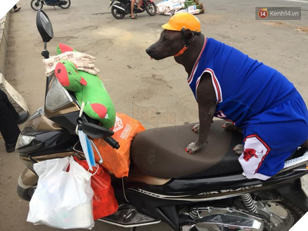 Câu chuyện tình bạn đáng yêu giữa bé chó xấu xí bị bỏ rơi và người mẹ đơn thân ở Sài Gòn 6