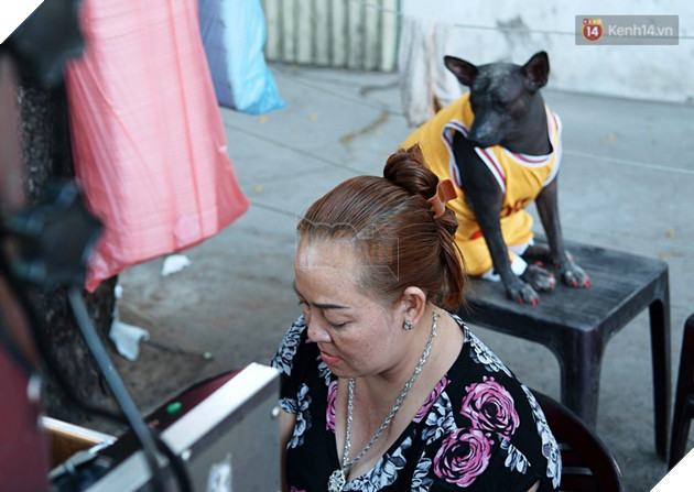 Câu chuyện tình bạn đáng yêu giữa bé chó xấu xí bị bỏ rơi và người mẹ đơn thân ở Sài Gòn 14