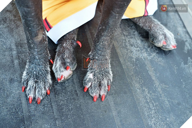 Câu chuyện tình bạn đáng yêu giữa bé chó xấu xí bị bỏ rơi và người mẹ đơn thân ở Sài Gòn 5