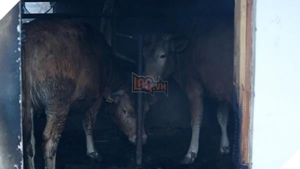 Bị xích và không thể chạy trốn, Chú chó nhỏ bị cháy xem cả đôi chân trong cơn hỏa hoạn tàn khốc ở Hàn Quốc 5