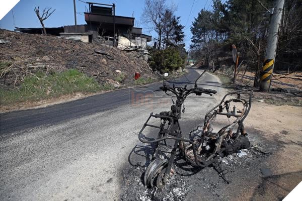 Bị xích và không thể chạy trốn, Chú chó nhỏ bị cháy xem cả đôi chân trong cơn hỏa hoạn tàn khốc ở Hàn Quốc 6