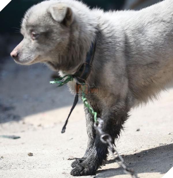 Bị xích và không thể chạy trốn, Chú chó nhỏ bị cháy xem cả đôi chân trong cơn hỏa hoạn tàn khốc ở Hàn Quốc 2