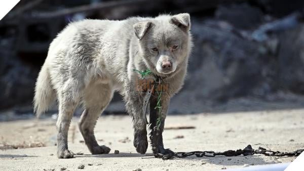 Bị xích và không thể chạy trốn, Chú chó nhỏ bị cháy xem cả đôi chân trong cơn hỏa hoạn tàn khốc ở Hàn Quốc