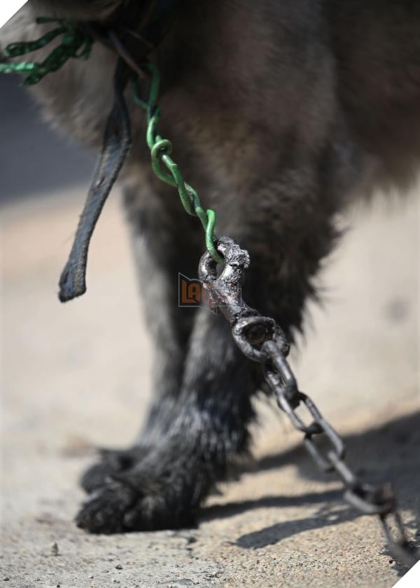 Bị xích và không thể chạy trốn, Chú chó nhỏ bị cháy xem cả đôi chân trong cơn hỏa hoạn tàn khốc ở Hàn Quốc 3