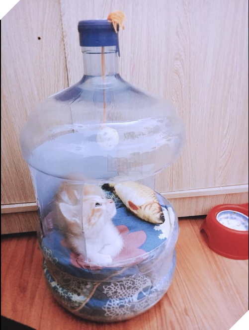  
Khi không có tiền mua chuồng cho "hoàng thượng".