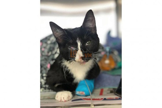 Bị kẹt trong máy giặt 30 phút, mèo con sống sót kỳ diệu - Ảnh 1.