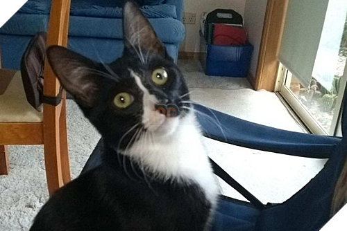 Bị kẹt trong máy giặt 30 phút, mèo con sống sót kỳ diệu - Ảnh 2.