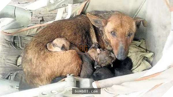 Bàn tay bé nhỏ thò ra từ ổ chó, hình ảnh mà cô không bao giờ có thể quên 5