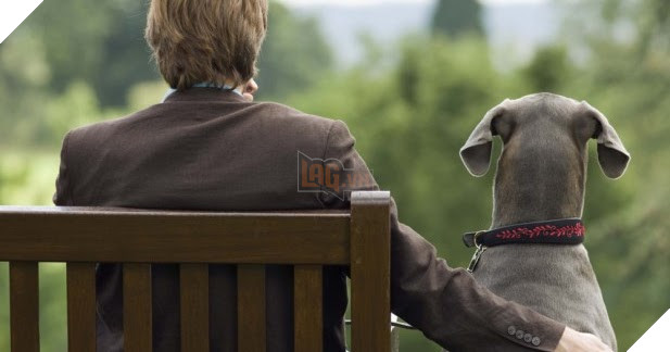 18 điều thú vị và kỳ lạ về loài chó mà bạn có thể chưa từng biết đến