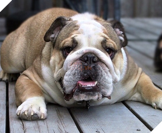 18 điều thú vị và kỳ lạ về loài chó mà bạn có thể chưa từng biết đến 2