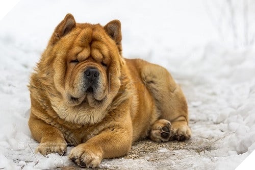 18 điều thú vị và kỳ lạ về loài chó mà bạn có thể chưa từng biết đến 3