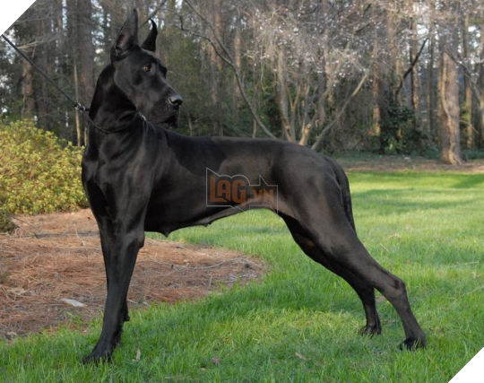 18 điều thú vị và kỳ lạ về loài chó mà bạn có thể chưa từng biết đến 4