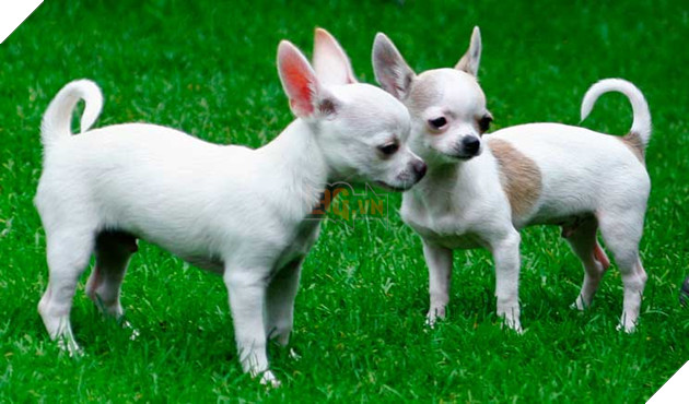 18 điều thú vị và kỳ lạ về loài chó mà bạn có thể chưa từng biết đến 5