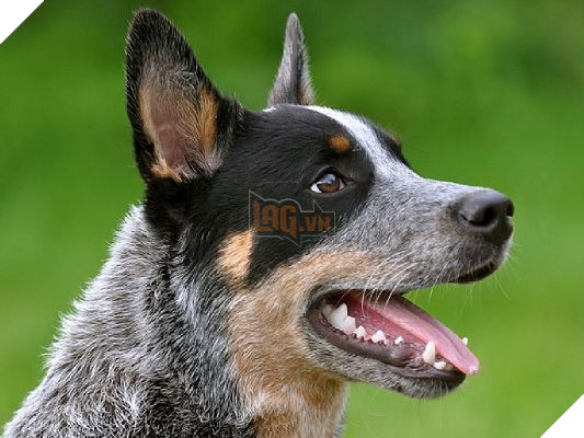 18 điều thú vị và kỳ lạ về loài chó mà bạn có thể chưa từng biết đến 6