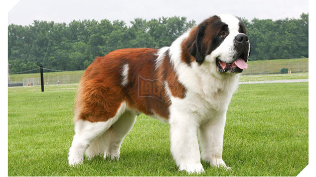 18 điều thú vị và kỳ lạ về loài chó mà bạn có thể chưa từng biết đến 7