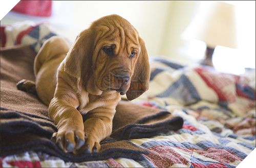 18 điều thú vị và kỳ lạ về loài chó mà bạn có thể chưa từng biết đến 10