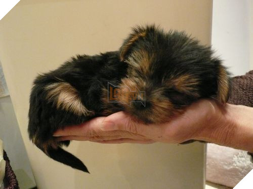 18 điều thú vị và kỳ lạ về loài chó mà bạn có thể chưa từng biết đến 11