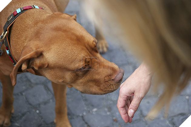 18 điều thú vị và kỳ lạ về loài chó mà bạn có thể chưa từng biết đến 12