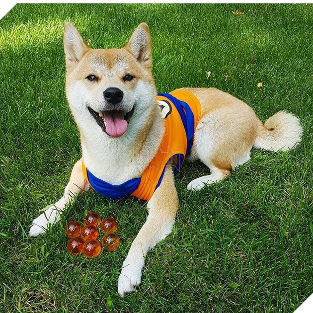 18 điều thú vị và kỳ lạ về loài chó mà bạn có thể chưa từng biết đến 13