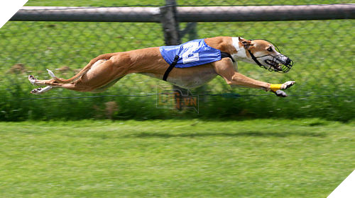 18 điều thú vị và kỳ lạ về loài chó mà bạn có thể chưa từng biết đến 14