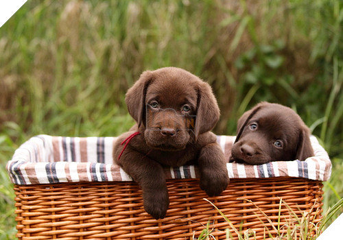 18 điều thú vị và kỳ lạ về loài chó mà bạn có thể chưa từng biết đến 15