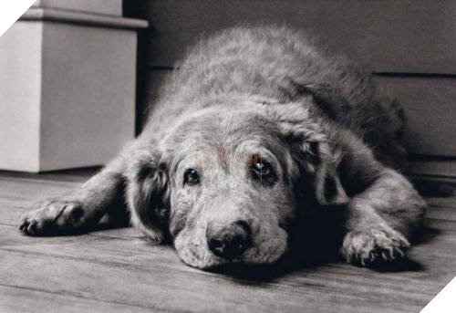 18 điều thú vị và kỳ lạ về loài chó mà bạn có thể chưa từng biết đến 16