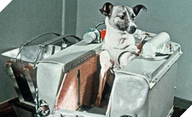 18 điều thú vị và kỳ lạ về loài chó mà bạn có thể chưa từng biết đến 17