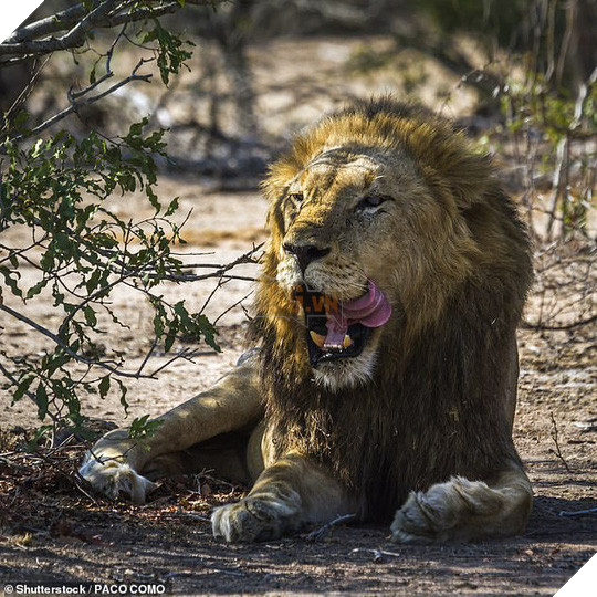 Kẻ săn trộm tê giác bị voi giẫm chết, sư tử ăn thịt - Ảnh 3.