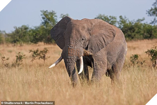 Kẻ săn trộm tê giác bị voi giẫm chết, sư tử ăn thịt - Ảnh 1.