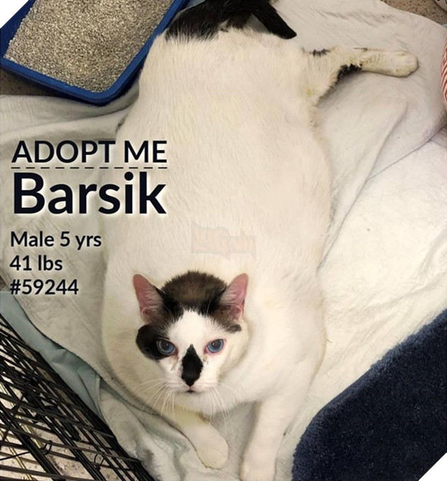  
Nó được đưa đến trung tâm cứu trợ vật nuôi để tìm một ngôi nhà mới.