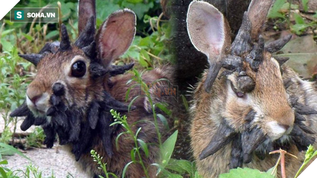 Phát hiện thỏ “zombie” giống hệt trong game: Sừng mọc tua tủa trên khuôn mặt 2