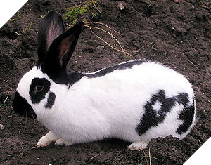 Phát hiện thỏ “zombie” giống hệt trong game: Sừng mọc tua tủa trên khuôn mặt 3