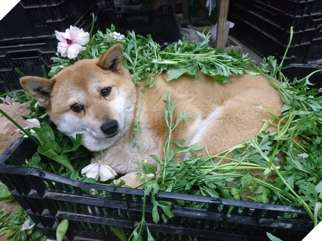 Gặp gỡ boss Shiba bán hoa nổi tiếng ở Nhật Bản, được phong là bà chủ nhàn rỗi của các nhân viên trên nông trại - Ảnh 1.