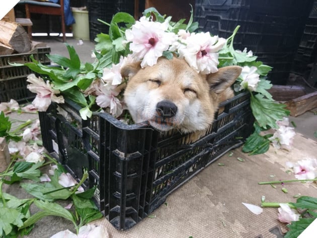 Gặp gỡ boss Shiba b&#225;n hoa nổi tiếng ở Nhật Bản, được phong l&#224; &quot;b&#224; chủ nh&#224;n rỗi&quot; của c&#225;c nh&#226;n vi&#234;n tr&#234;n n&#244;ng trại - Ảnh 2.