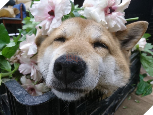 Gặp gỡ boss Shiba b&#225;n hoa nổi tiếng ở Nhật Bản, được phong l&#224; &quot;b&#224; chủ nh&#224;n rỗi&quot; của c&#225;c nh&#226;n vi&#234;n tr&#234;n n&#244;ng trại - Ảnh 2.