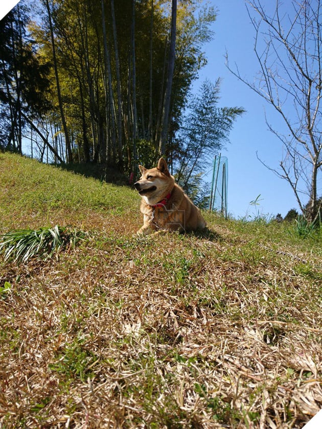 Gặp gỡ boss Shiba b&#225;n hoa nổi tiếng ở Nhật Bản, được phong l&#224; &quot;b&#224; chủ nh&#224;n rỗi&quot; của c&#225;c nh&#226;n vi&#234;n tr&#234;n n&#244;ng trại - Ảnh 6.